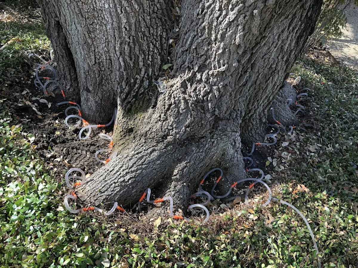 Detailed Tree Cabling and Bracing job site in Lone Jack